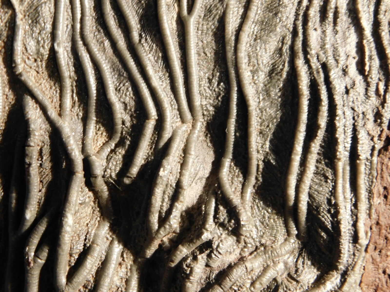 LARGER! 430 Million Year Old! CRINOID Fossil or Sea LILY Fossil Morocco 1133gr