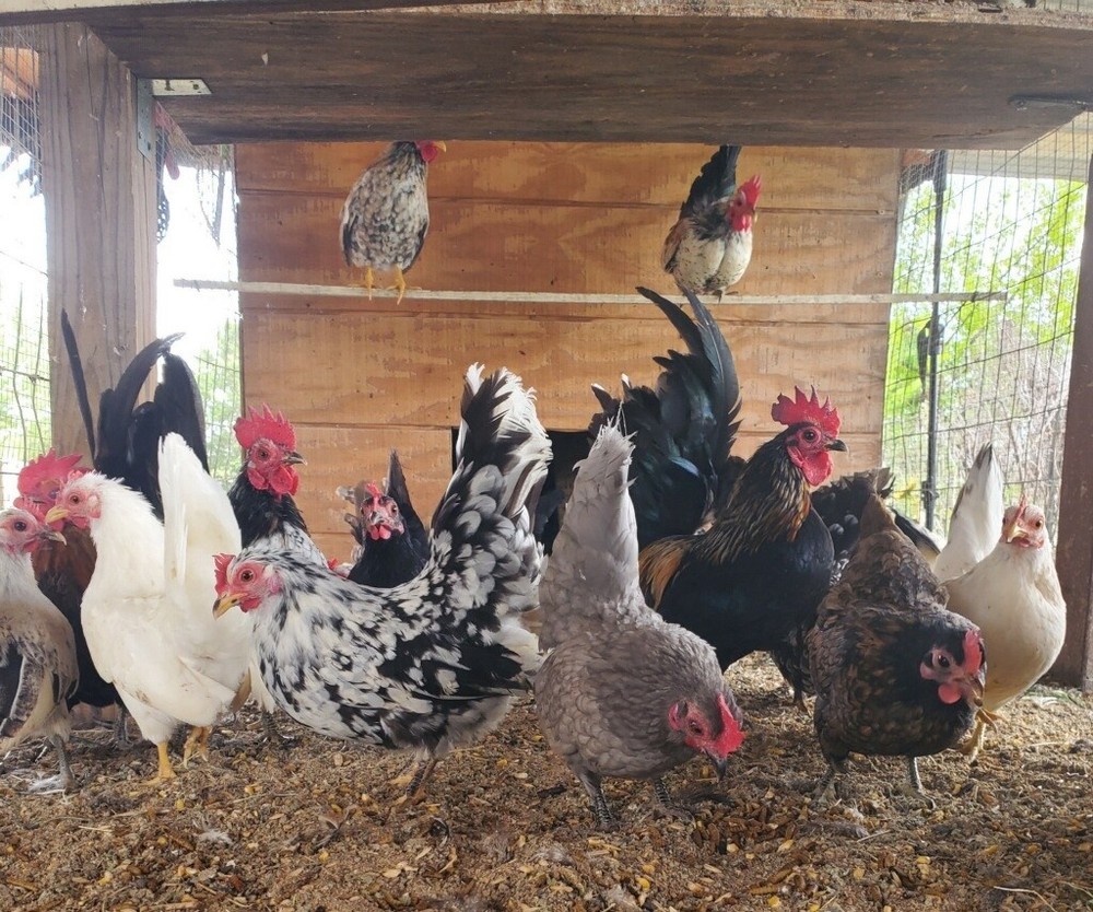 12 Clean Serama Hatching Eggs, Micro, A & B Types / Malay/Trad