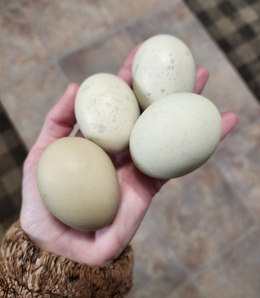 6+2 Extra Homozygous Silverudd Blue Hatching Eggs