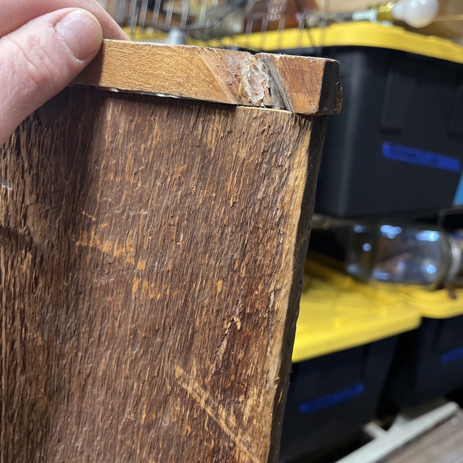 VINTAGE TAXIDERMY RING-NECKED FULL PHEASANT WALL MOUNT 24” CABIN HUNTING