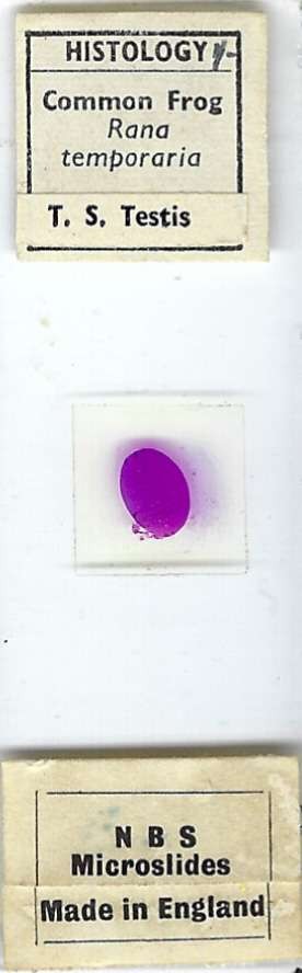 Common Frog Testis Microscope Slide by N.B.S.