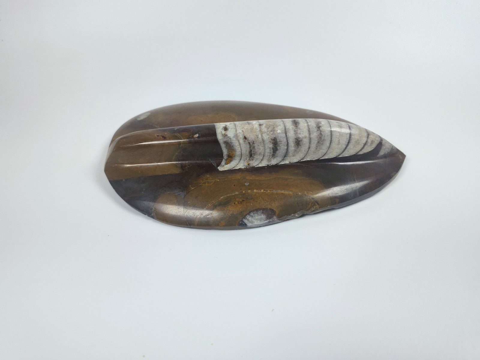 Large 7" Polished Orthoceras Fossil Specimen - Morocco 400MYO Prehistoric Decor