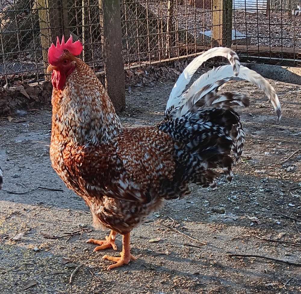6 German Bielefelder Hatching Eggs