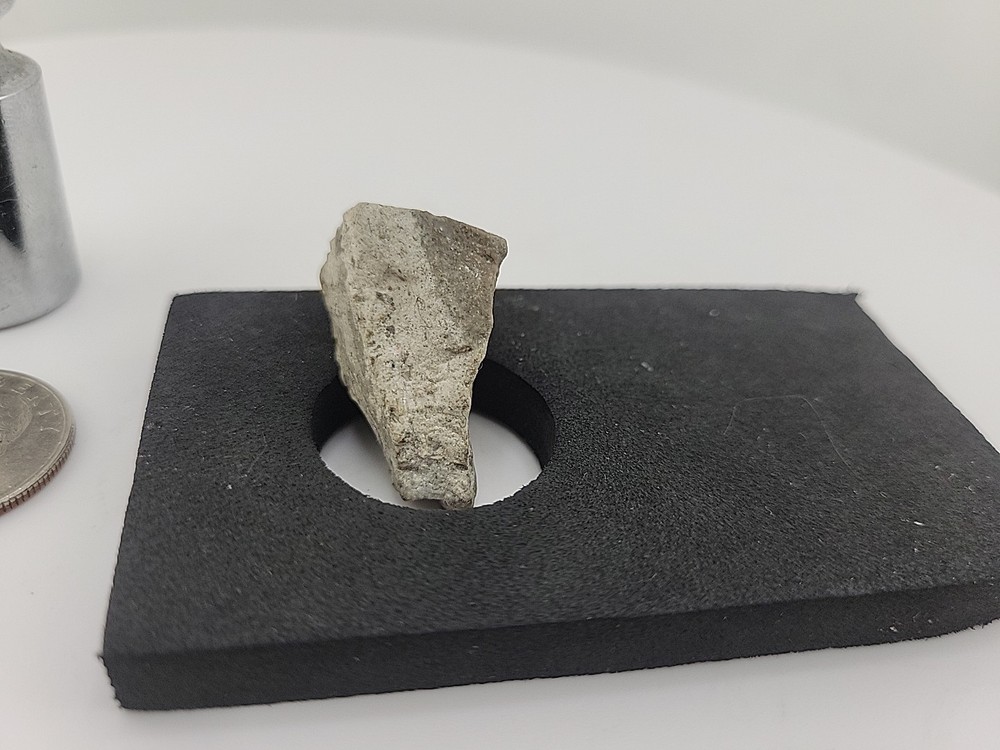 Triceratops Fossil Tooth