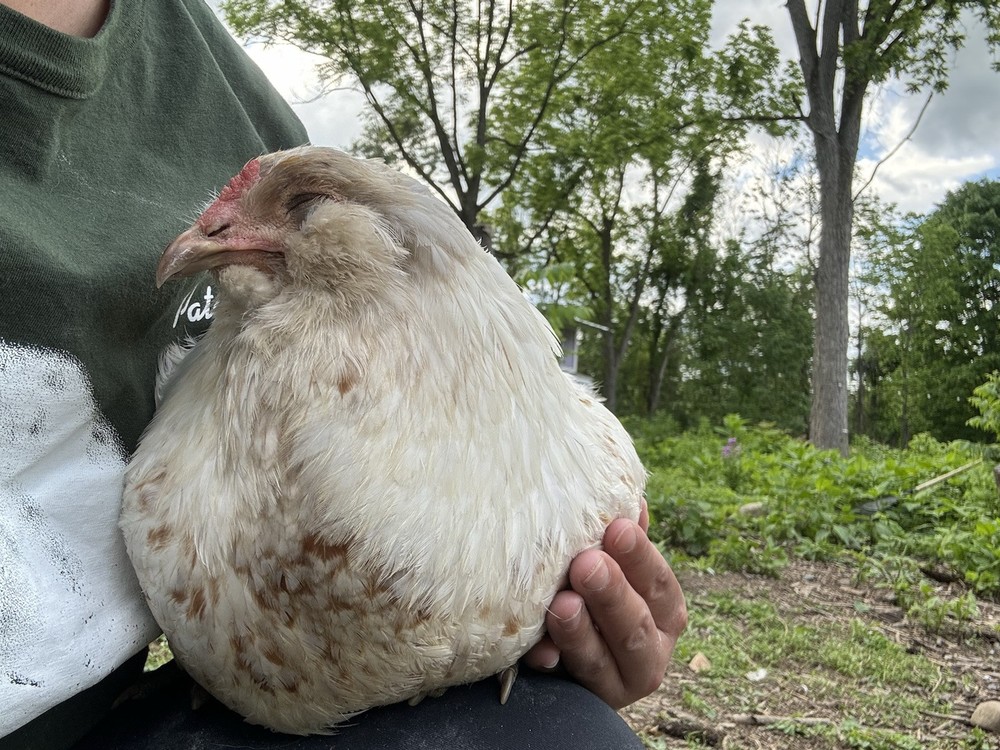 6+ Organically Raised Fertile Easter Egger Chicken Hatching Eggs