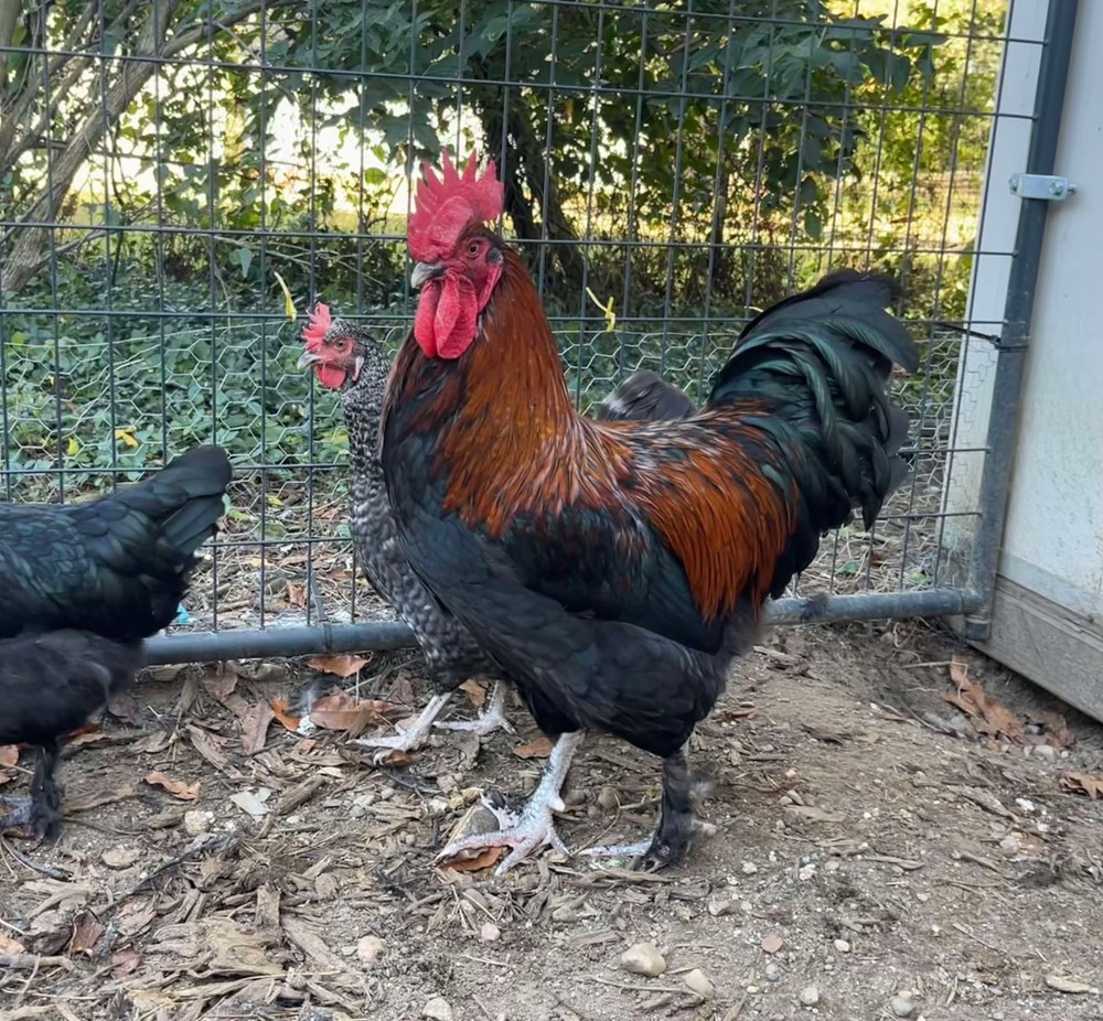 12 + Extras - Black Copper Marans Hatching Eggs (NPIP# 34-785) READ DESCRIPTION