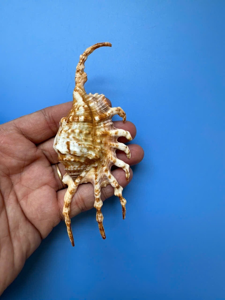 126mm | Lambis scorpius | Freak finger| Beautiful seashell