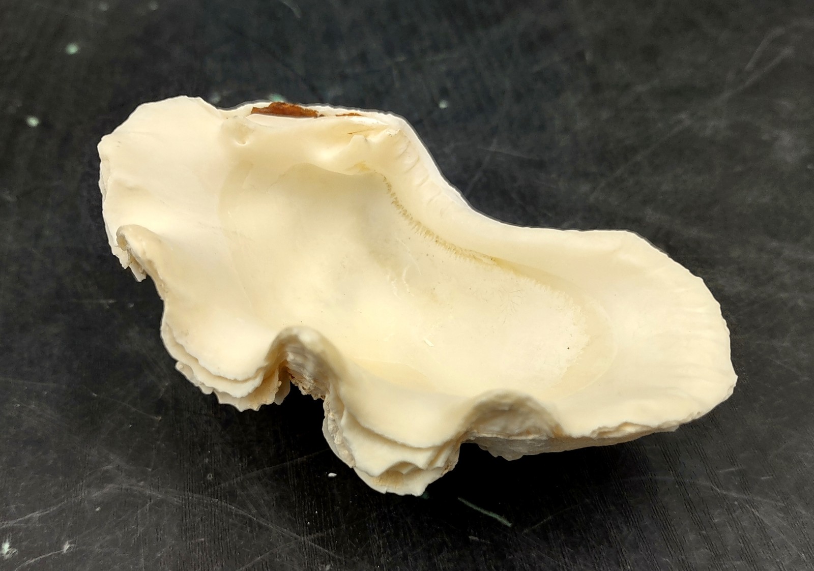 Ruffle Clam Seashell Half Tridacna Squamosa (1 shell approx. 4+ inches)