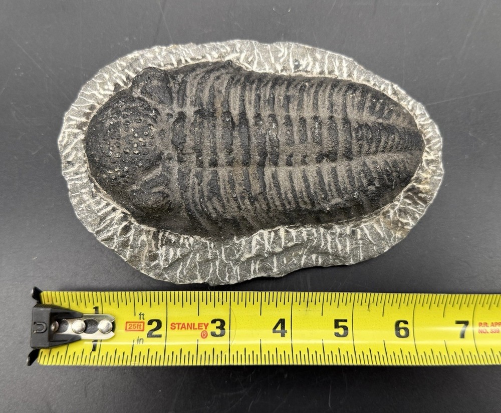 Large Trilobite Fossil from Morroco