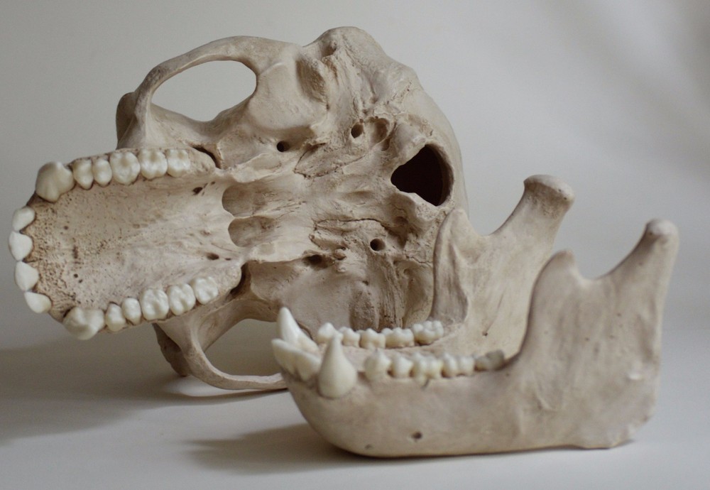 Chimpanzee Skull Replica