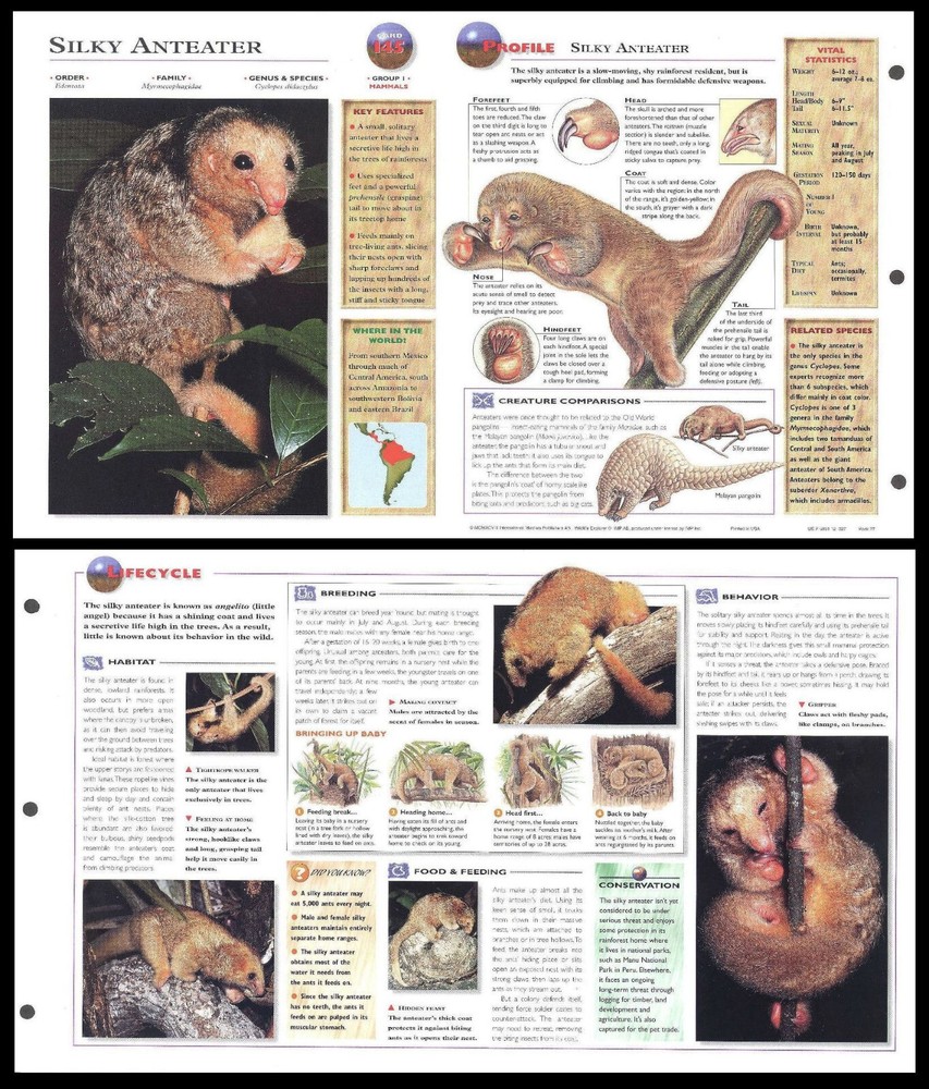 Fold-Out Sheet - Silky Anteater - 145