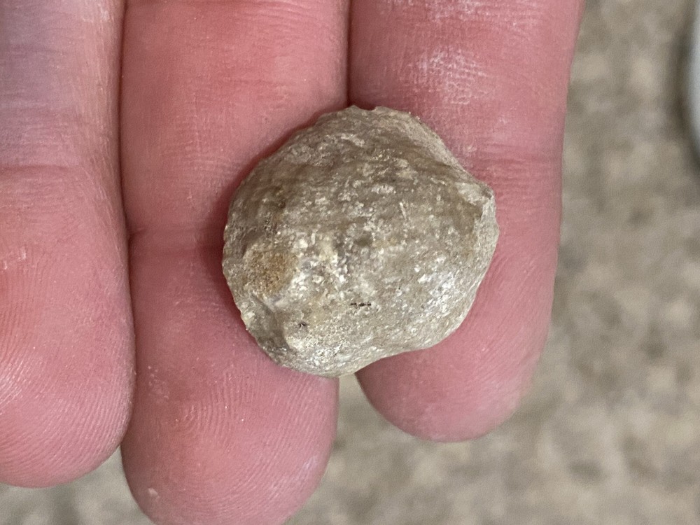 Devonian Brachipod (set Of 5)