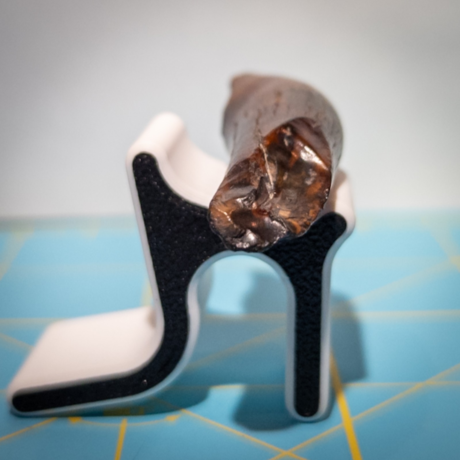 Ankylorhiza Tiedemani Fossil Tooth 2-in Giant Speartoothed Dolphin (Oligocene)