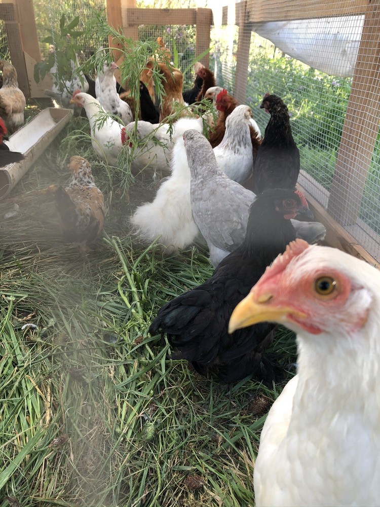 Hatching Eggs OLIVE 10+2 extra EE Marans Olive / Mint / Sage Cross