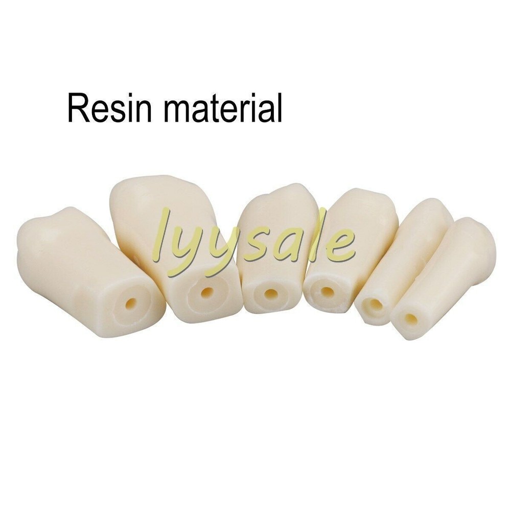Dental Artificial Resin Teeth Full Mouth Replacement Typodont Model