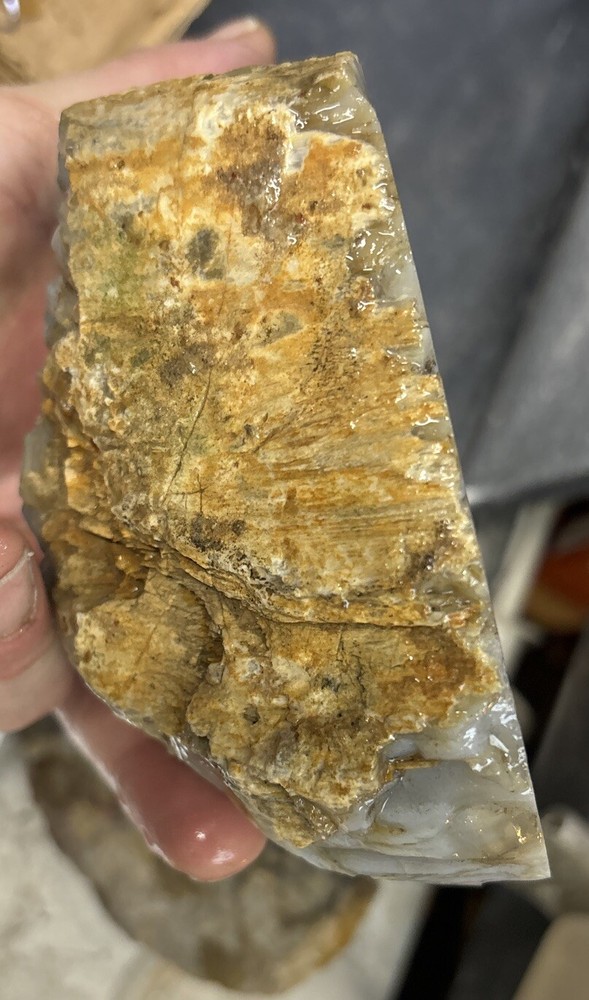 Silver Creek Junction petrified wood