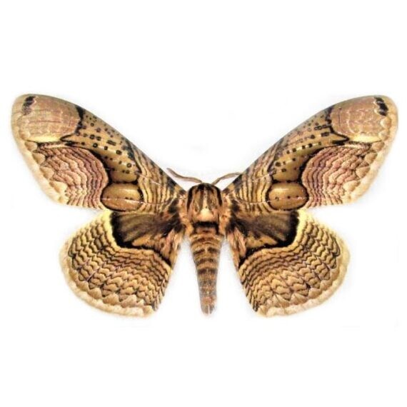 Brahmaea wallichii peanut brahmin moth Philippines WINGS CLOSED