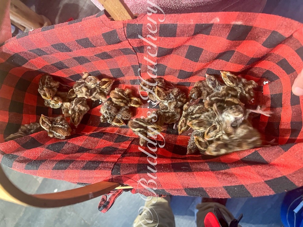 20+ Tennessee Red Bob White Quail Hatching Eggs