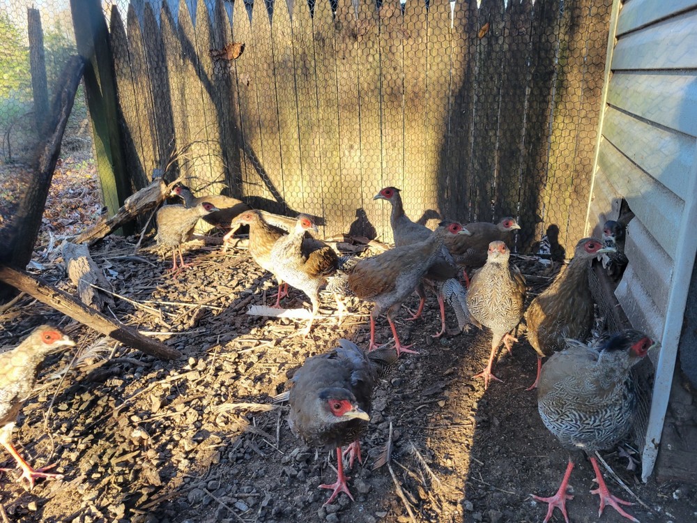 4 Silver Pheasant Hatching Eggs PRESALE , April , PLEASE READ BEFORE BID!!!