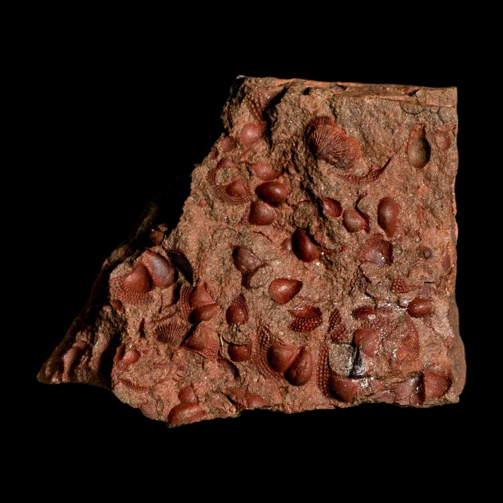 3.9" Trilobite Mortality Plate Fossil Devonian Age 400 Million Years Old COA