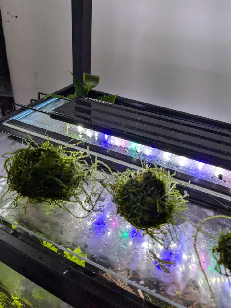 Java Moss Balls Live Aquarium Plant Decoration