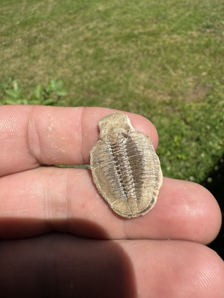Nice Trilobite Fossil