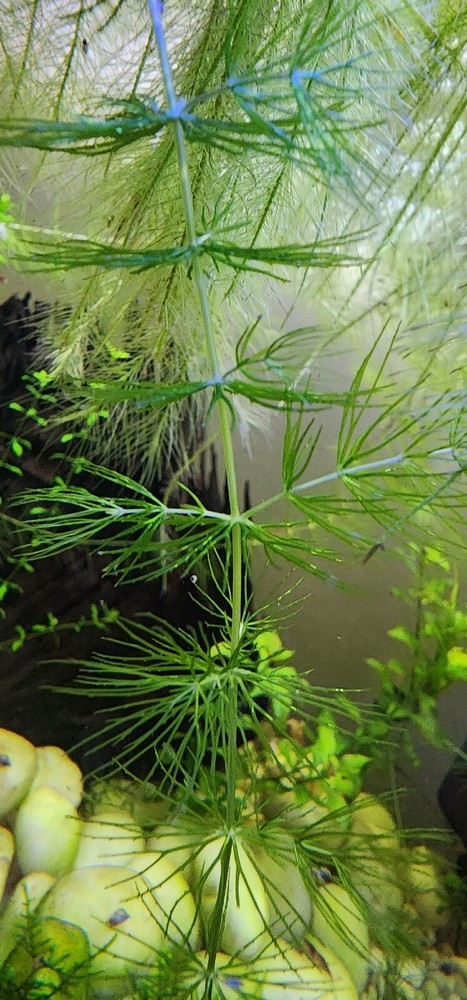 Aquarium plants