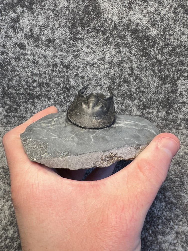 Harpes aff. perradiatus Trilobite Fossil – Collector Specimen