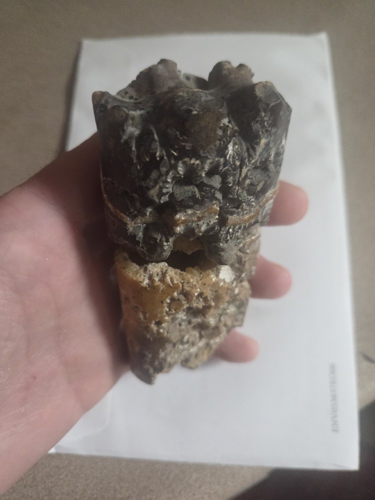 Large Baculite Fossil