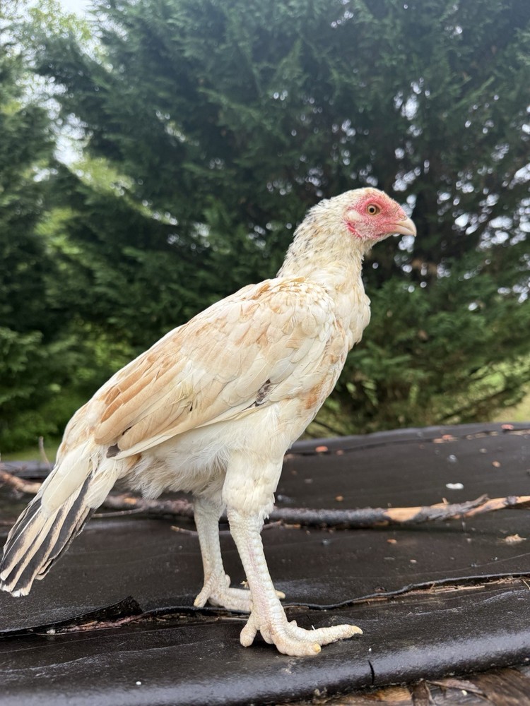Pakistani Chicken Pullet Hatching Eggs