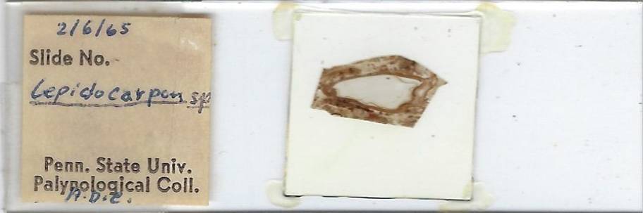 Lepidocarpon sp. (Coal Fossil) Microscope Slide (A)
