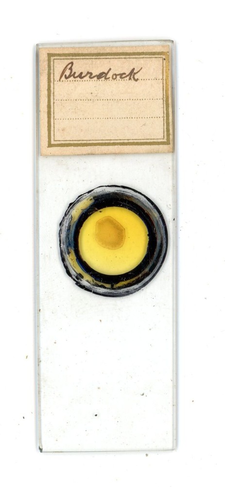 Antique glass Microscope slide Burdock sample #60