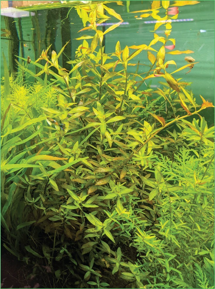Rare Narrow Leaf Ludwigia variation