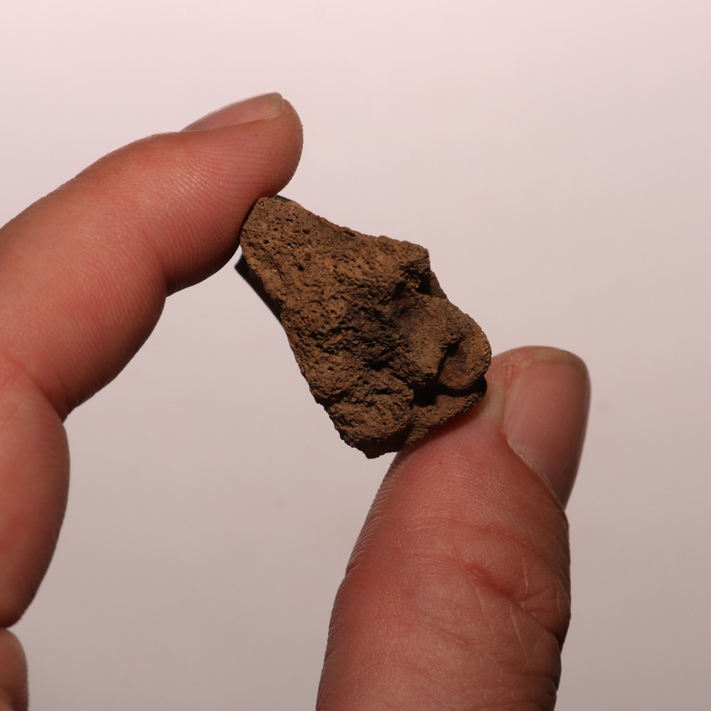 Dinosaur Process / Brain Case Partial Hell Creek Formation - Dinosaur Fossil