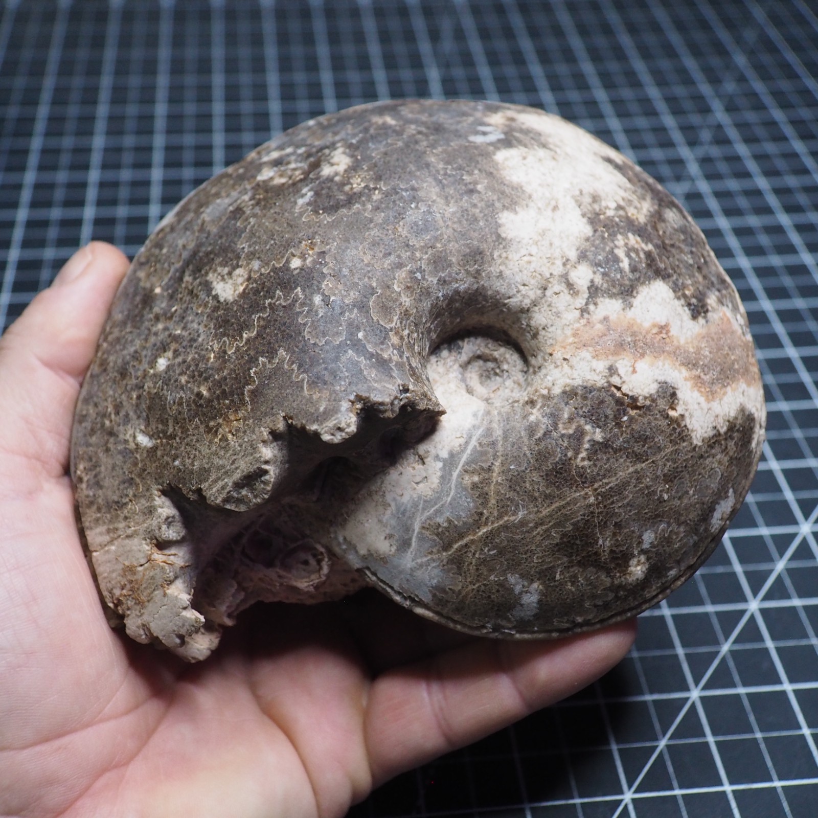 Study Specimen Choffaticeras Ammonite 155 mm 1.7 kg Fossil Siphuncle Cretaceous