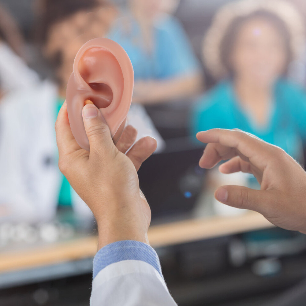 Simulation Human Ear Model ear model for teaching Ear Model Silicone Ears