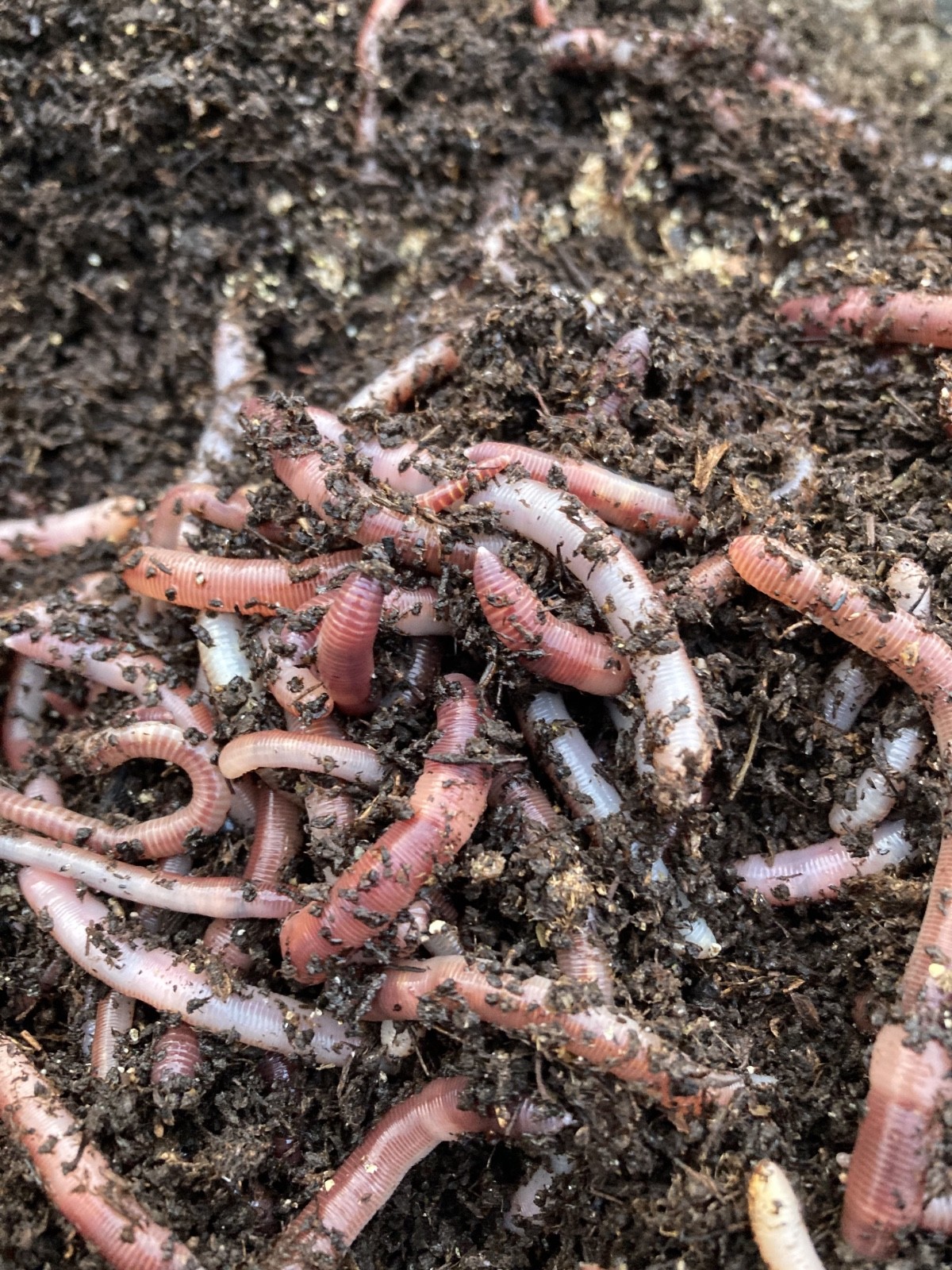 Bait worm European nightcrawler 200