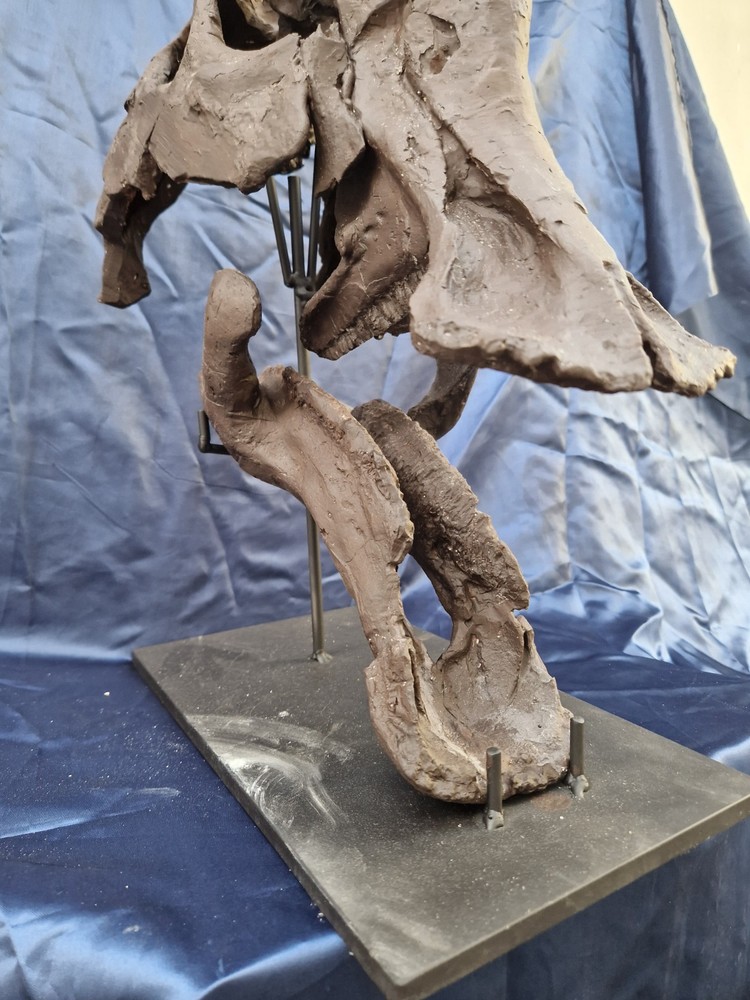 Androsaurus Head Fossil