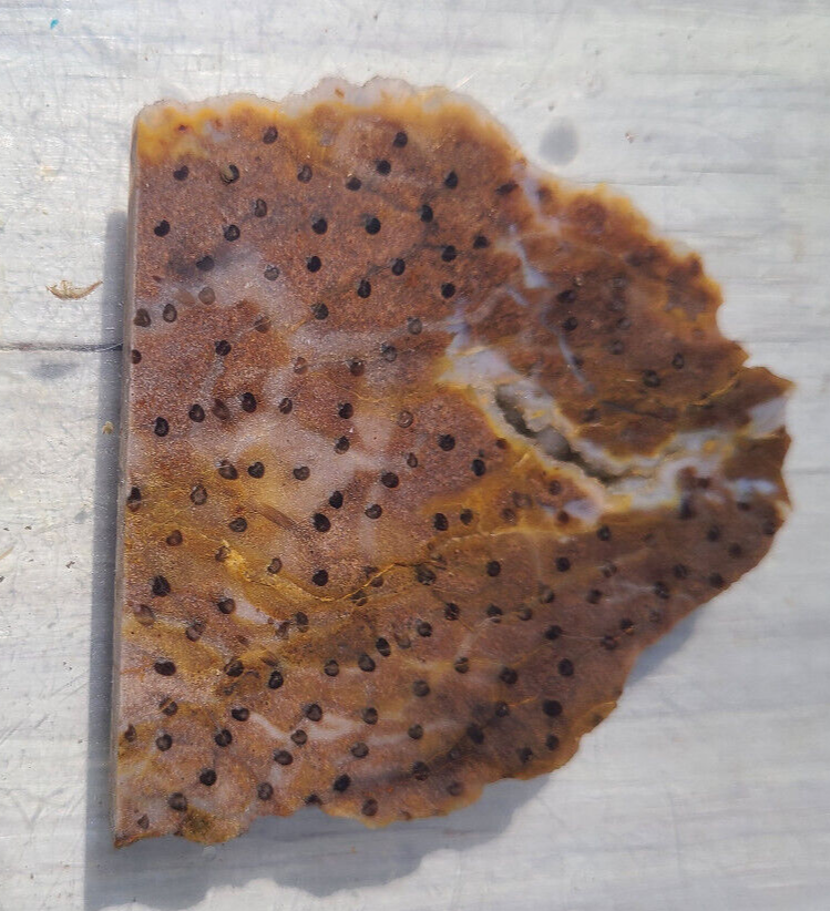 Petrified PalmSlab