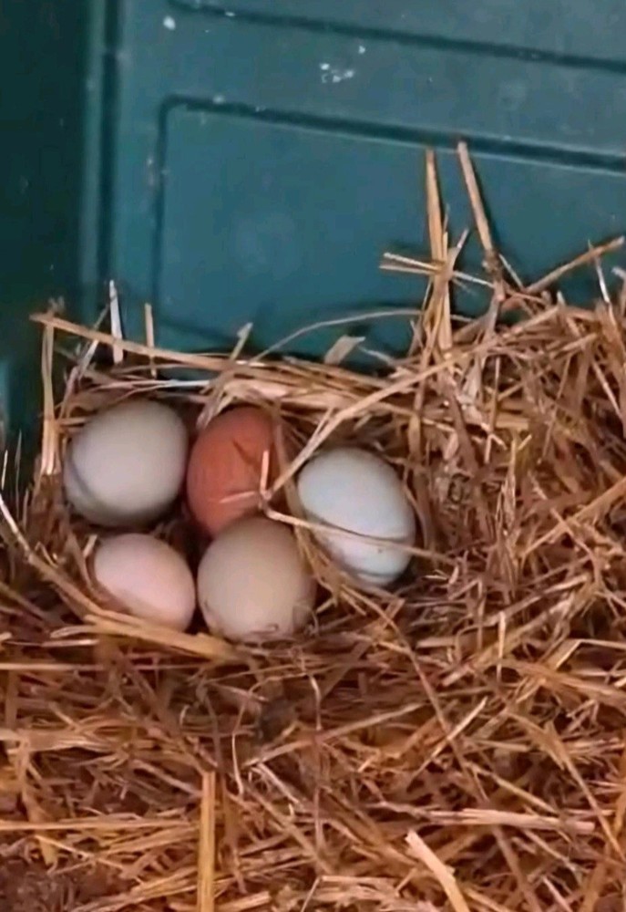 12 Beautiful Multi- Colored Ameraucana Easter Eggers Hatching Eggs NPIP