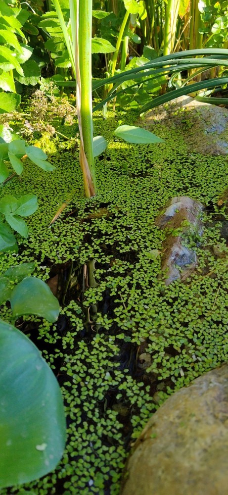 Pond Starter Kit: Live Bacteria, Duckweed, Bladder Snails & Azolla - 2oz Cup