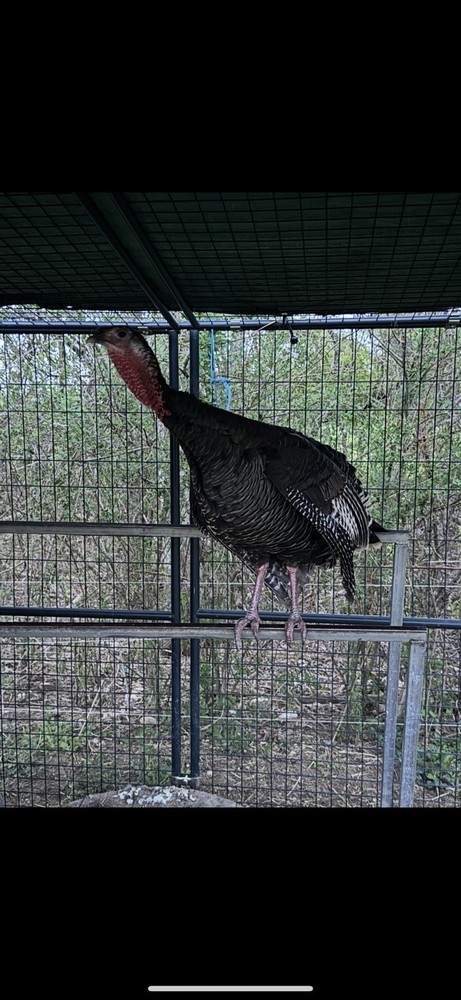 6 Eastern Wild Turkey Hatching Eggs