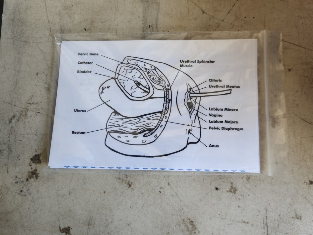 Nasco Life/Form LF01151 Vaginal Simulator