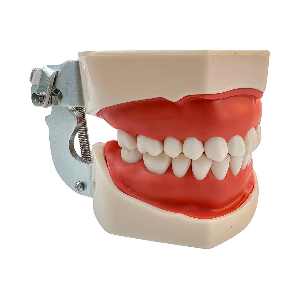 Dental Phantom Head Model Silicone Mask 28Pcs Screw Fixed Teeth Simulation Model