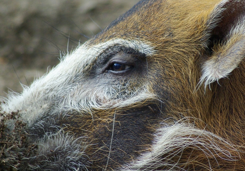Red River Hog Taxidermy Reference Photo Cd