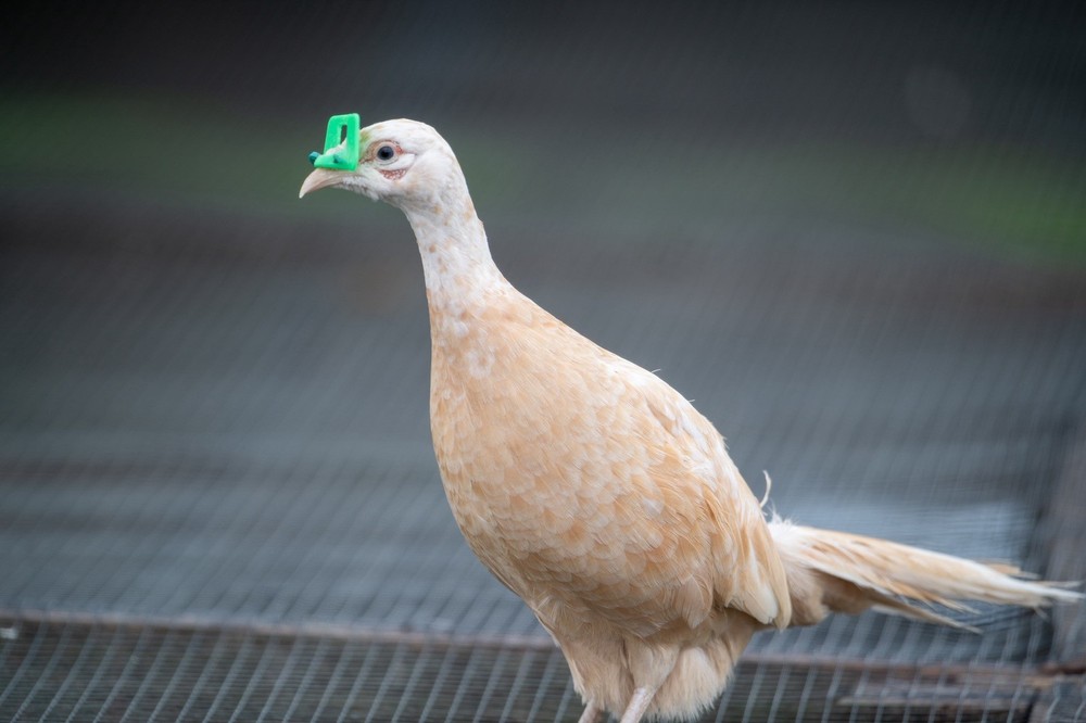 6+ Buff Ringneck Pheasant Hatching Eggs