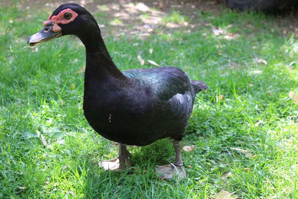 Exhibition Quality Muscovy Hatching Eggs 96% solid BLACK ducks only 12 eggs