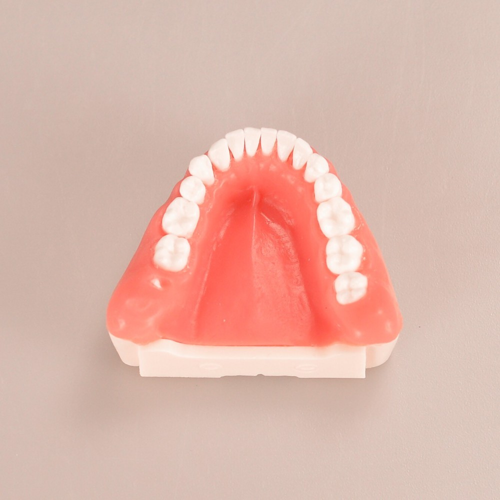 Maxillary+Mandibular Tooth Extraction Practice Model Dental Typodont Display