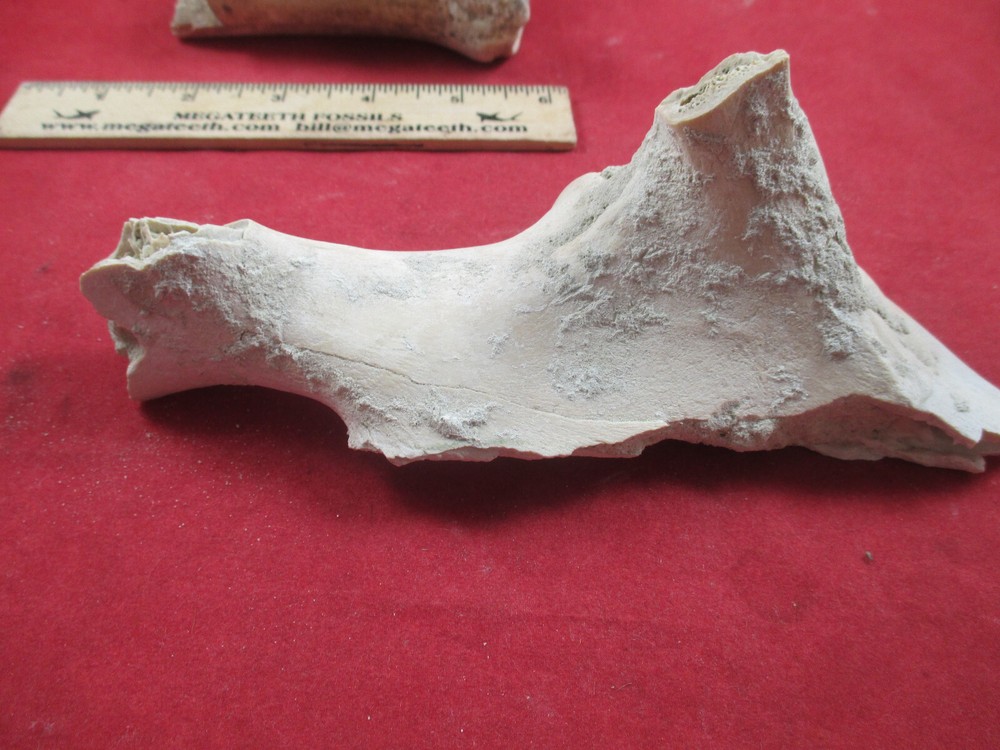 Nebraska Badlands Fossils Mixed Bones Hip Socket , and more