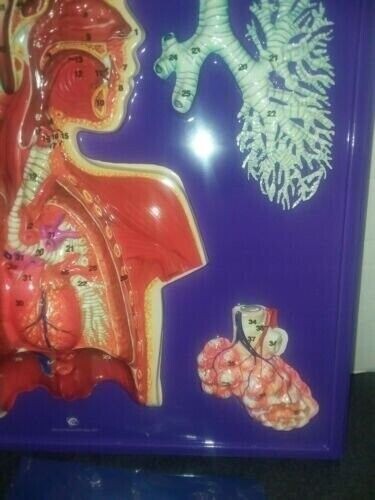 Hubbard Scientific 3D 3 Dimensional Plastic Chart Respiratory System Kit